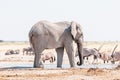 African elephant, black backed jackal and oryx at a waterhole