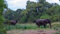 African elephant isolated in the wild