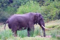 African elephant isolated in the wild