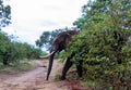 African elephant isolated in the wild