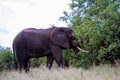 African elephant isolated in the wild