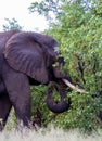 African elephant isolated in the wild