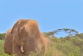 african elephant blowing a cloud of dust onto its head using its trunk in the wild savannah of buffalo springs national reserve, Royalty Free Stock Photo