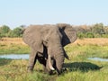African Elephant in the Okavango Delta in Botswana Royalty Free Stock Photo