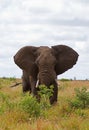 African elephant browsing in Grass-field