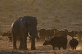 African elephant and buffalo encounter