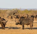 African Elephant Bull Royalty Free Stock Photo