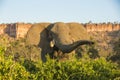 African Elephant bull by Chilojo Cliffs