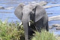 African Elephant bull close by