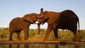 African elephant bull and cow greeting one another Royalty Free Stock Photo