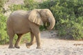 African Elephant bull , desert adapted, in dry riverbed Royalty Free Stock Photo