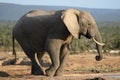 African Elephant Bull Drinking Water Royalty Free Stock Photo