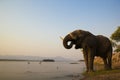 African Elephant bull drinking on the Zambezi rive