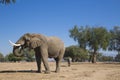 African Elephant bull eating