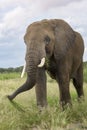 African Elephant bull eating