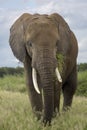 African Elephant bull eating