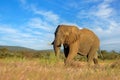 African elephant bull - Etosha National Park Royalty Free Stock Photo