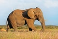 African elephant bull, Etosha National Park, Namibia Royalty Free Stock Photo