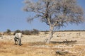 African elephant bull in Etosha Wildlife Reserve Royalty Free Stock Photo