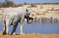 African elephant bull in Etosha Wildlife Reserve Royalty Free Stock Photo
