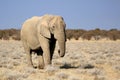 African elephant bull in Etosha Wildlife Reserve Royalty Free Stock Photo