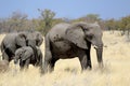 African elephant bull in Etosha Wildlife Reserve Royalty Free Stock Photo