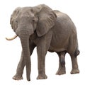 African Elephant Royalty Free Stock Photo