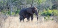 African Elephant Bull walking in the tall grass in Kruger National Park in South Africa Royalty Free Stock Photo