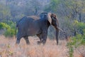 African Elephant Bull walking in the savannah in Kruger National Park in South Africa Royalty Free Stock Photo