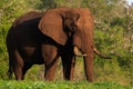 African elephant bull in late afternoon light Royalty Free Stock Photo
