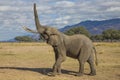 African Elephant bull (Loxodonta africana) lifting up trunk Royalty Free Stock Photo
