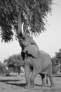 African Elephant bull (Loxodonta africana) reaching up to branch Royalty Free Stock Photo