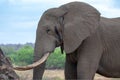 Large African Elephant Bull in musth in Kruger National Park in South Africa