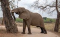 African Elephant Bull in musth pushing against tree in Kruger National Park in South Africa Royalty Free Stock Photo