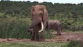 African Elephant Bull in Musth