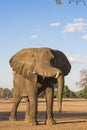 African Elephant bull resting his trunk Royalty Free Stock Photo