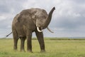 African Elephant bull smelling Royalty Free Stock Photo