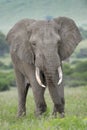 African elephant bull standing in landscape