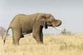 African elephant bull urinating Royalty Free Stock Photo
