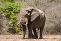 African elephant bull walking in the heat of the Kruger Park sun Royalty Free Stock Photo