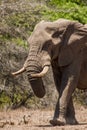 African elephant bull walking in the heat of the Kruger Park sun Royalty Free Stock Photo