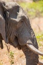 African elephant bull walking in the heat of the Kruger Park sun Royalty Free Stock Photo