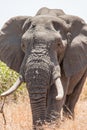 African elephant bull walking in the heat of the Kruger Park sun Royalty Free Stock Photo