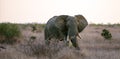 African Elephant Bull walking at sunset in Kruger National Park in South Africa Royalty Free Stock Photo