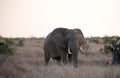African Elephant Bull walking at twilight in Kruger National Park in South Africa Royalty Free Stock Photo