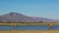 African Elephant bulls crossing water