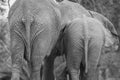 African elephant bum in Welgevonden Royalty Free Stock Photo