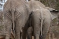 African elephant bum in Welgevonden Royalty Free Stock Photo