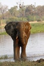 African Elephant Royalty Free Stock Photo