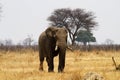 African Elephant Royalty Free Stock Photo